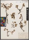 Foto von Salix reticulata L.